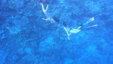 大花园植物逃生